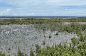 Lanjutkan Konservasi Pesisir, PTBA Tanam 40 Ribu Bibir Mangrove di Lampung Timur Bukit Asam, Konservasi Pesisir, PTBA, Tanam 40 Ribu Bibir Mangrove , Lampung Timur.