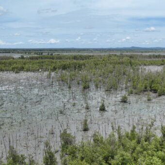 Lanjutkan Konservasi Pesisir, PTBA Tanam 40 Ribu Bibir Mangrove di Lampung Timur Bukit Asam, Konservasi Pesisir, PTBA, Tanam 40 Ribu Bibir Mangrove , Lampung Timur.