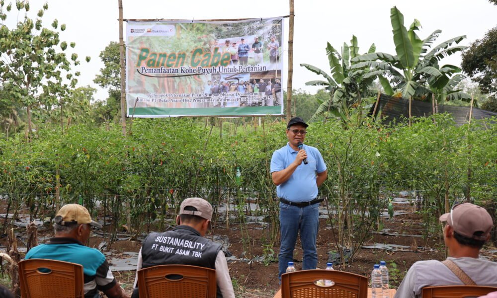 Panen Cabai dan Kerja Sama Bisnis Baru, Bukti Transformasi PETI Berjalan Sukses di Desa Darmo Panen Cabai dan Kerja Sama Bisnis Baru, Bukti Transformasi PETI Berjalan Sukses di Desa Darmo.