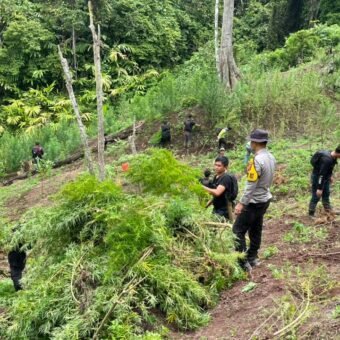 Temukan 3 Hektare Ladang Ganja di Empat Lawang, Polisi Sempat Dihadang Massa