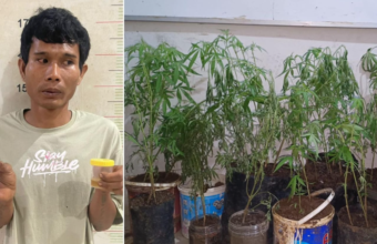 Petani di Empat Lawang Tanam Ganja di Dapur Rumah Berujung Diringkus Polisi