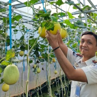 Wujudkan Pembinaan Produktif dan Dukung Ketahanan Pangan, Rutan Palembang Panen Melon Wujudkan Pembinaan Produktif dan Dukung Ketahanan Pangan, Rutan Palembang Panen Melon SAE