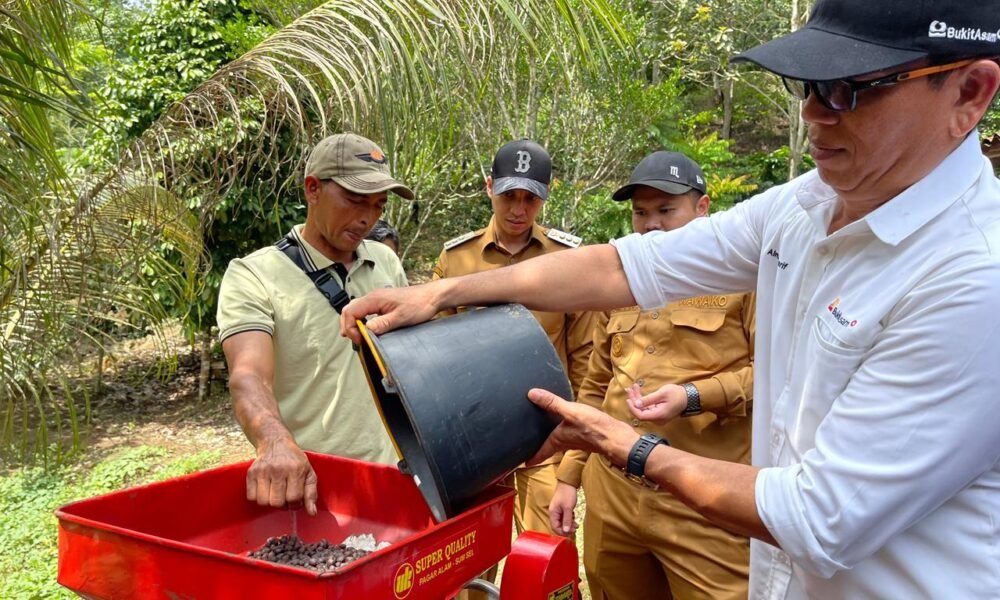 PTBA Dampingi Petani Kopi Sawahlunto Panen dan Ciptakan Nilai Tambah