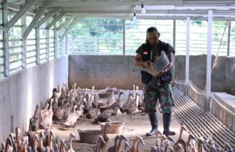 Bangun Ekonomi Lokal Berkelanjutan, PTBA Tingkatkan Kompetensi Kelompok Budidaya Itik Petelur